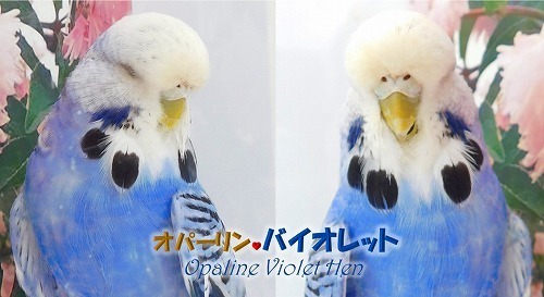 セキセイインコの編みぐるみ - メルカリ