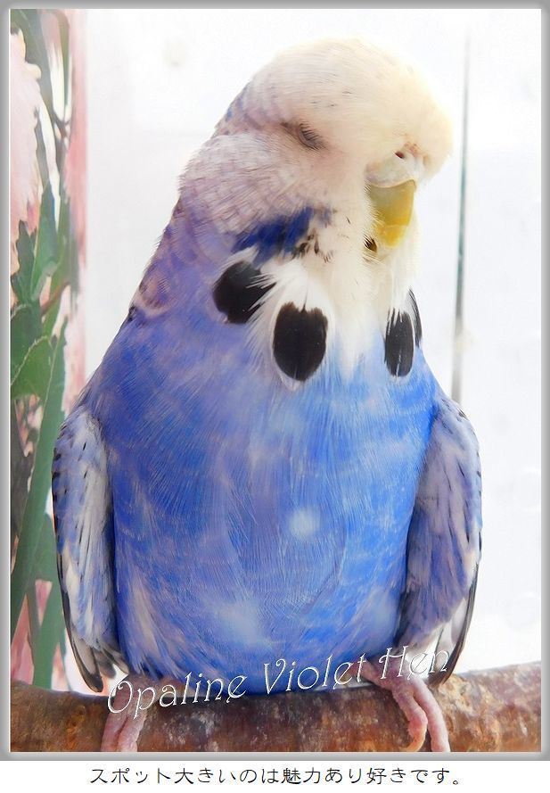 オパーリン・バイオレット: SHOW BIRDS'と花のある暮らし パート2 オパーリン・バイオレット: SHOW BIRDS'と花のある暮らし パート2